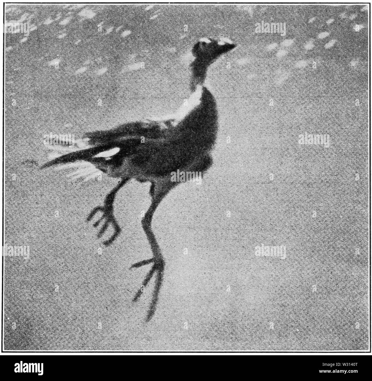 PSM V82 D523 acqua hen salgono verso la superficie Foto Stock