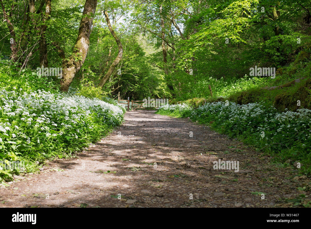 Via sassosa che conduce ad un cancello in legno con bellissimi fiori bianchi e alti alberi Foto Stock