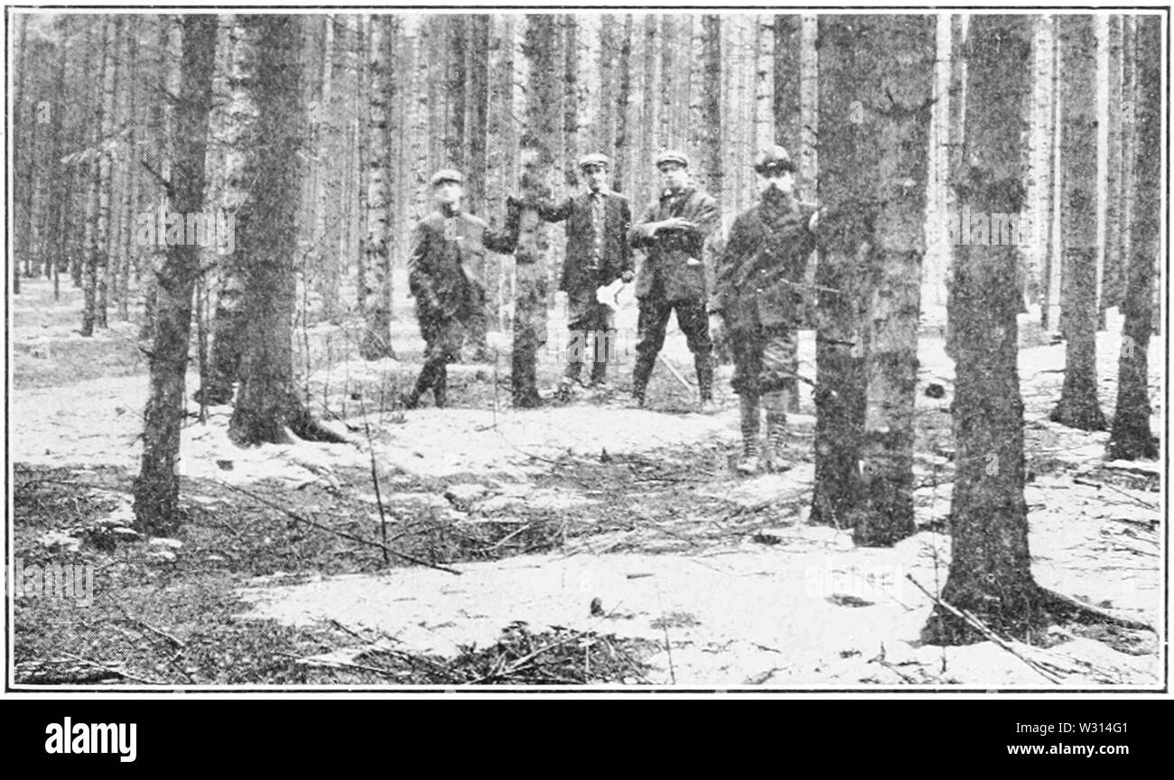 PSM V83 D595 tipico di abete e bosco di abeti in Germania Foto Stock