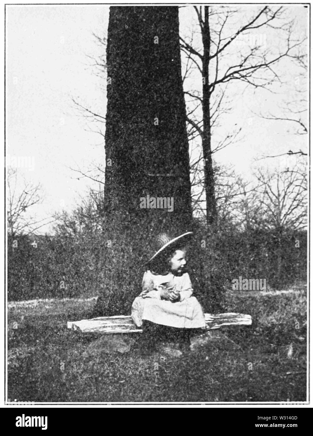 PSM V83 D472 Legno pietrificato dalla University of Mississippi Foto Stock