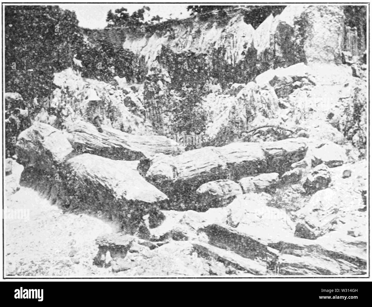 PSM V83 D471 Legno pietrificato Foto Stock