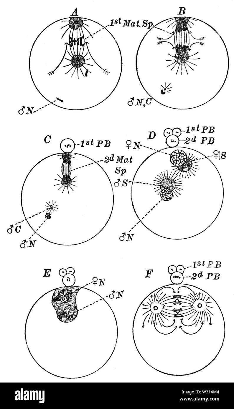 PSM V85 D116 mollusco uovo la maturazione e lo schema di fecondazione Foto Stock