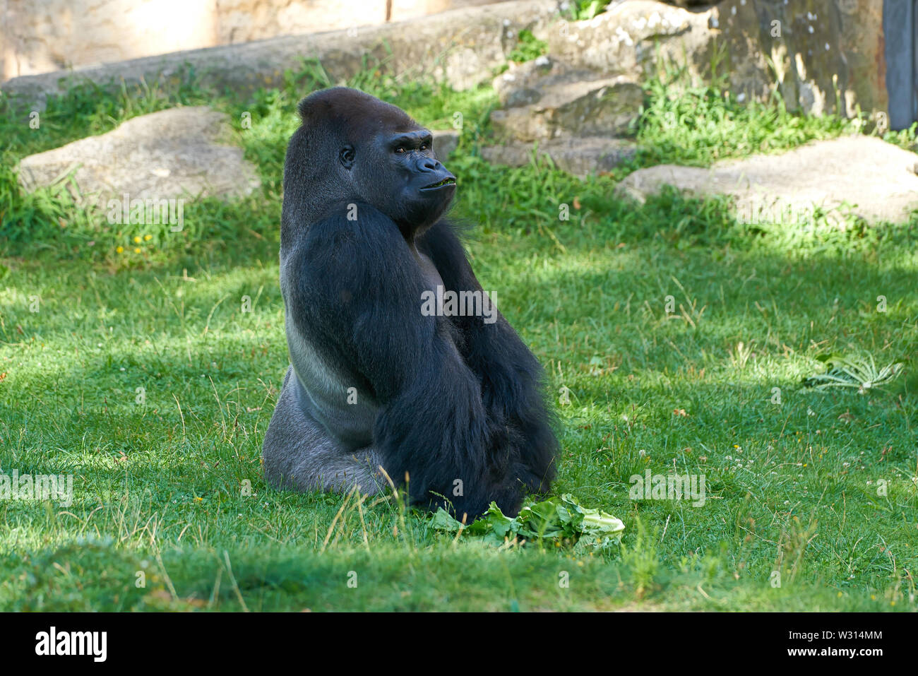 Gorilla su un prato allo zoo Foto Stock