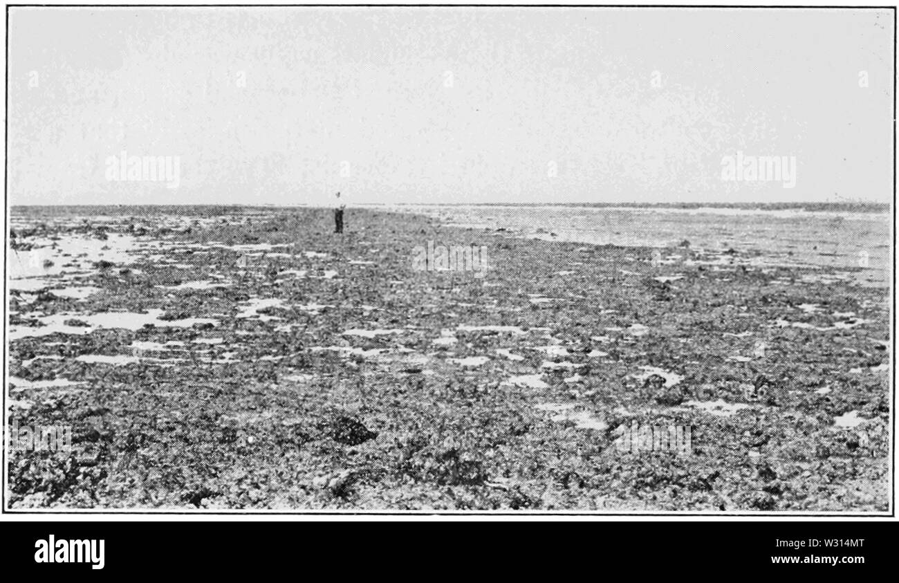 PSM V85 D220 Lithothamnion crinale di maer Isola a sudest reef Foto Stock