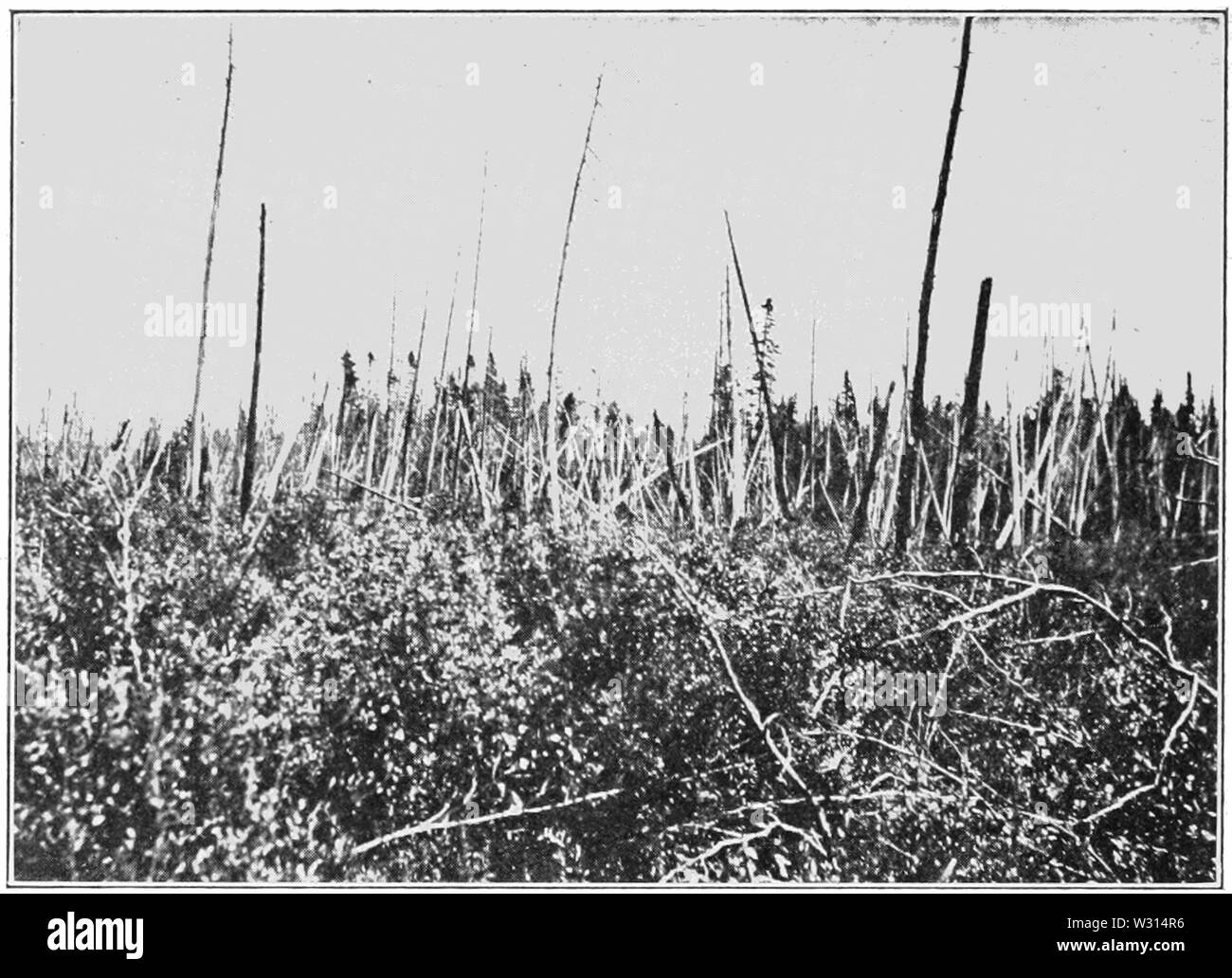 PSM V85 D344 bruciato abete rosso di palude e alberi viventi in background Foto Stock