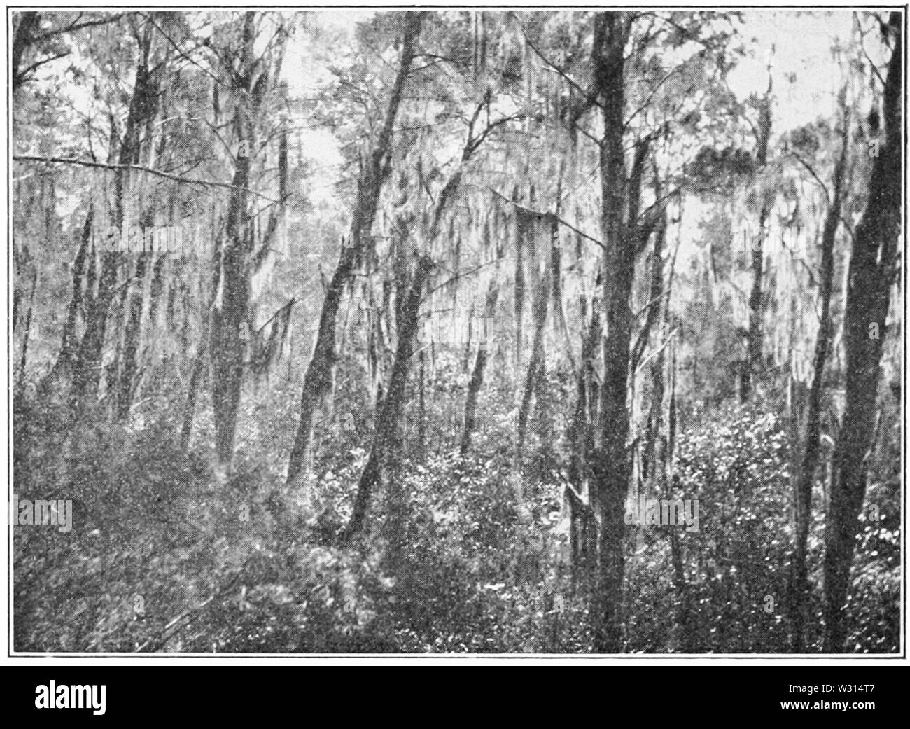 PSM V85 D362 abete florida pineta dal lago tsala apopka Foto Stock