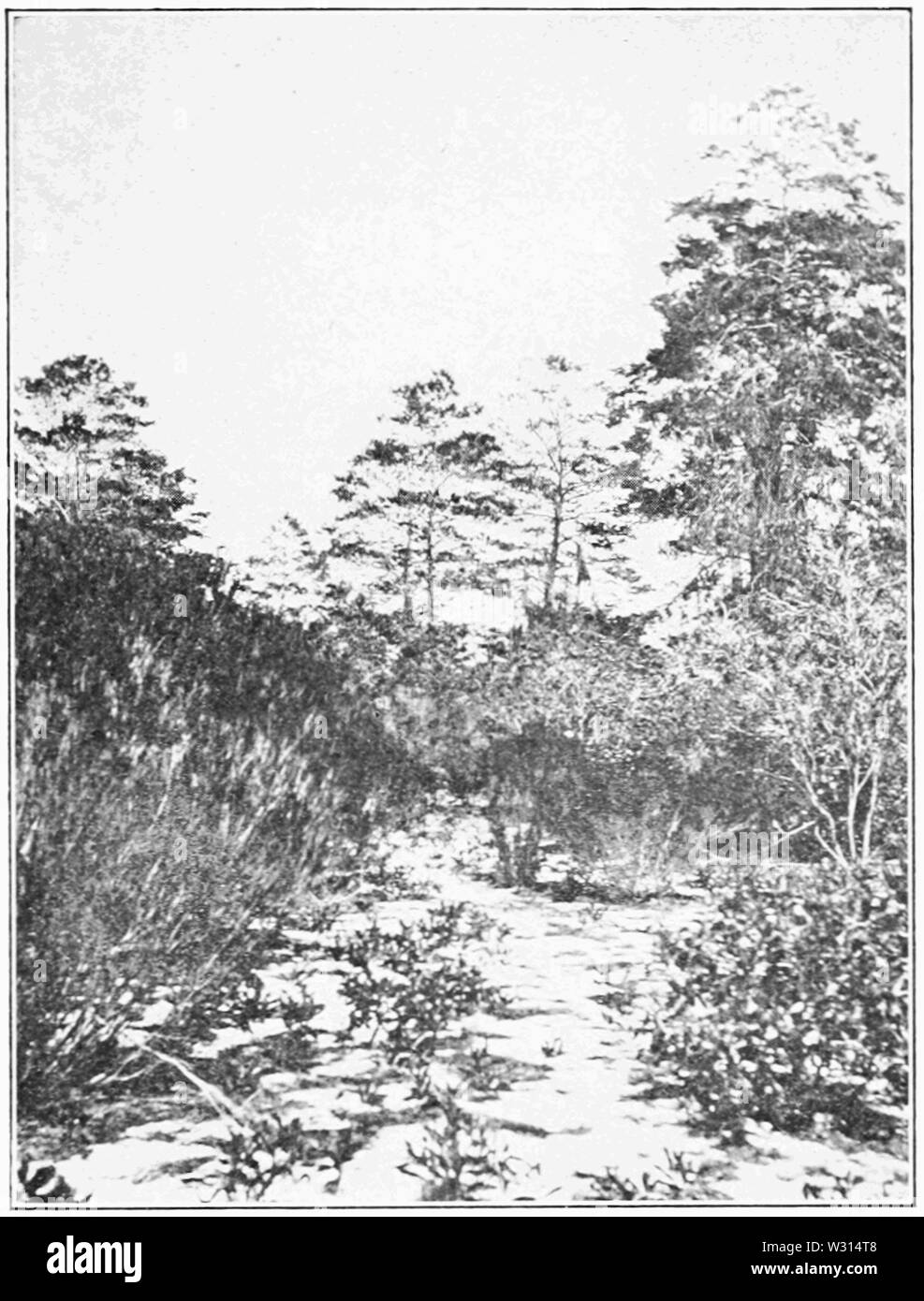 PSM V85 D363 Pinus clausa in scrub in Lake County florida Foto Stock