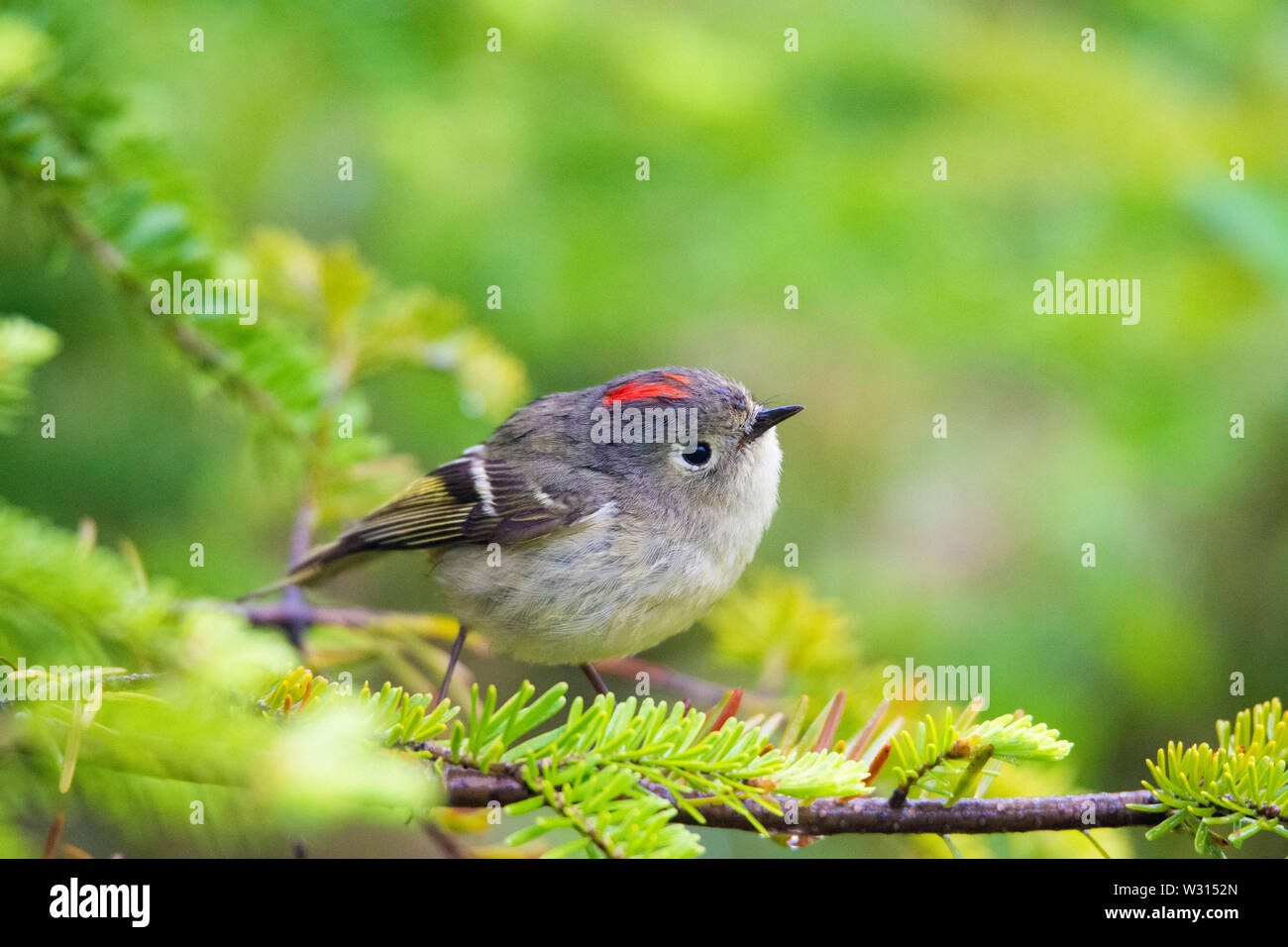 Ruby-cantò kinglet, Regulus calendula, arroccato in primavera in Nova Scotia, Canada, foresta Foto Stock