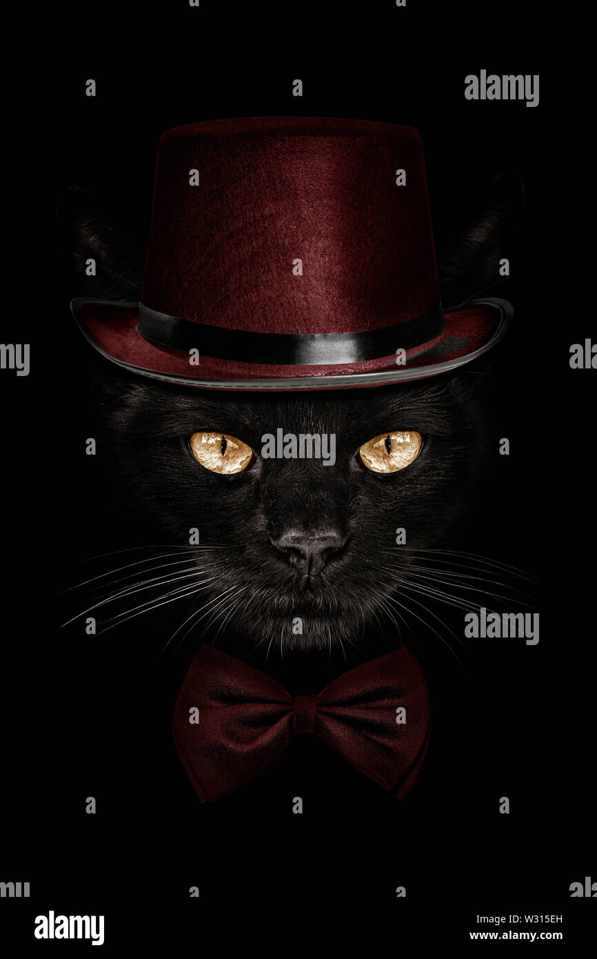 Muso scuro cat in Red Hat e cravatta a farfalla per Foto Stock