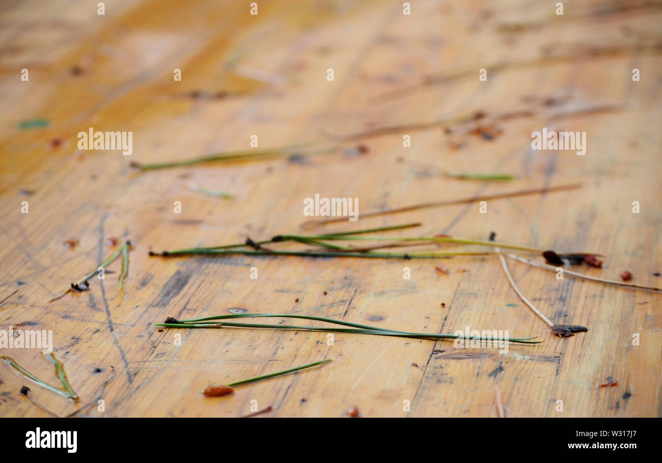primo piano di foglia di pino su un tavolo di legno giardino dopo una tempesta Foto Stock