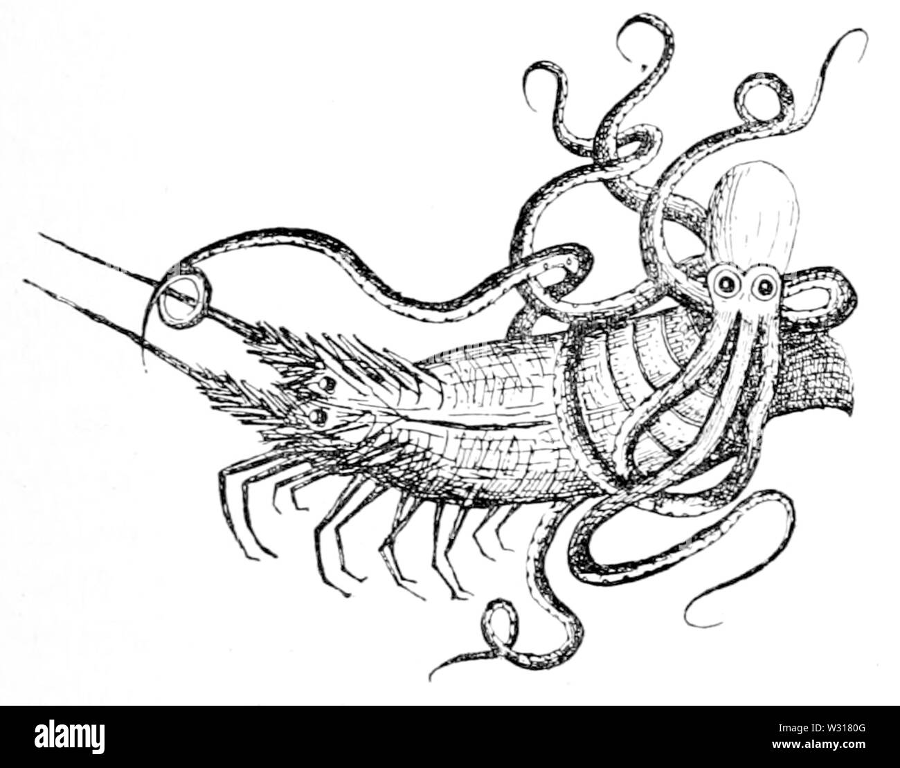 Pagina 235 fig 24, illustrazione Folk-Lore, vol 14 Foto Stock