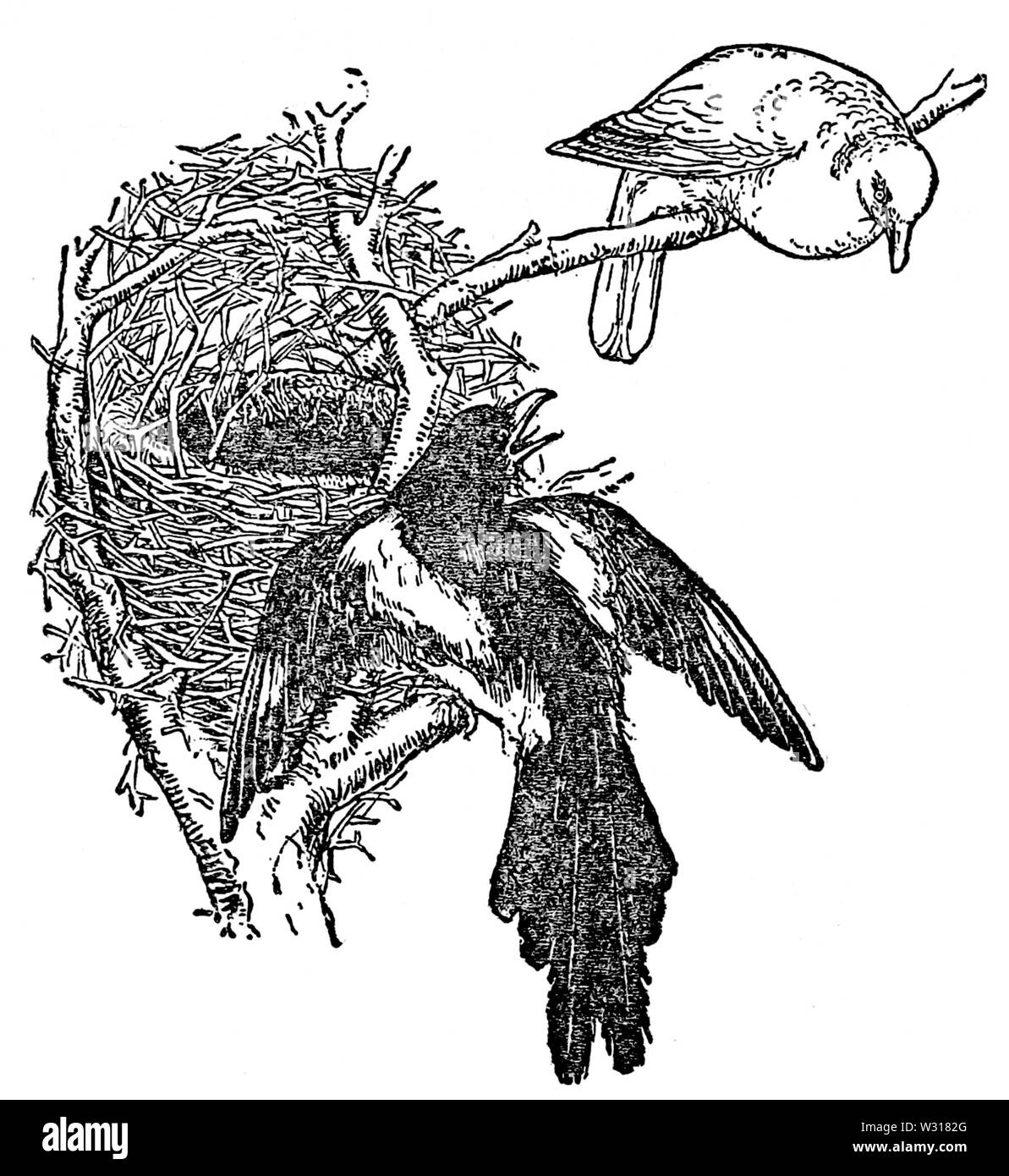 Pagina 229 illustrazione in inglese Fiabe Foto Stock