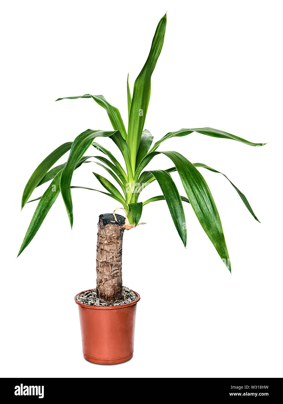 Houseplant yucca nel recipiente isolato su sfondo bianco Foto Stock