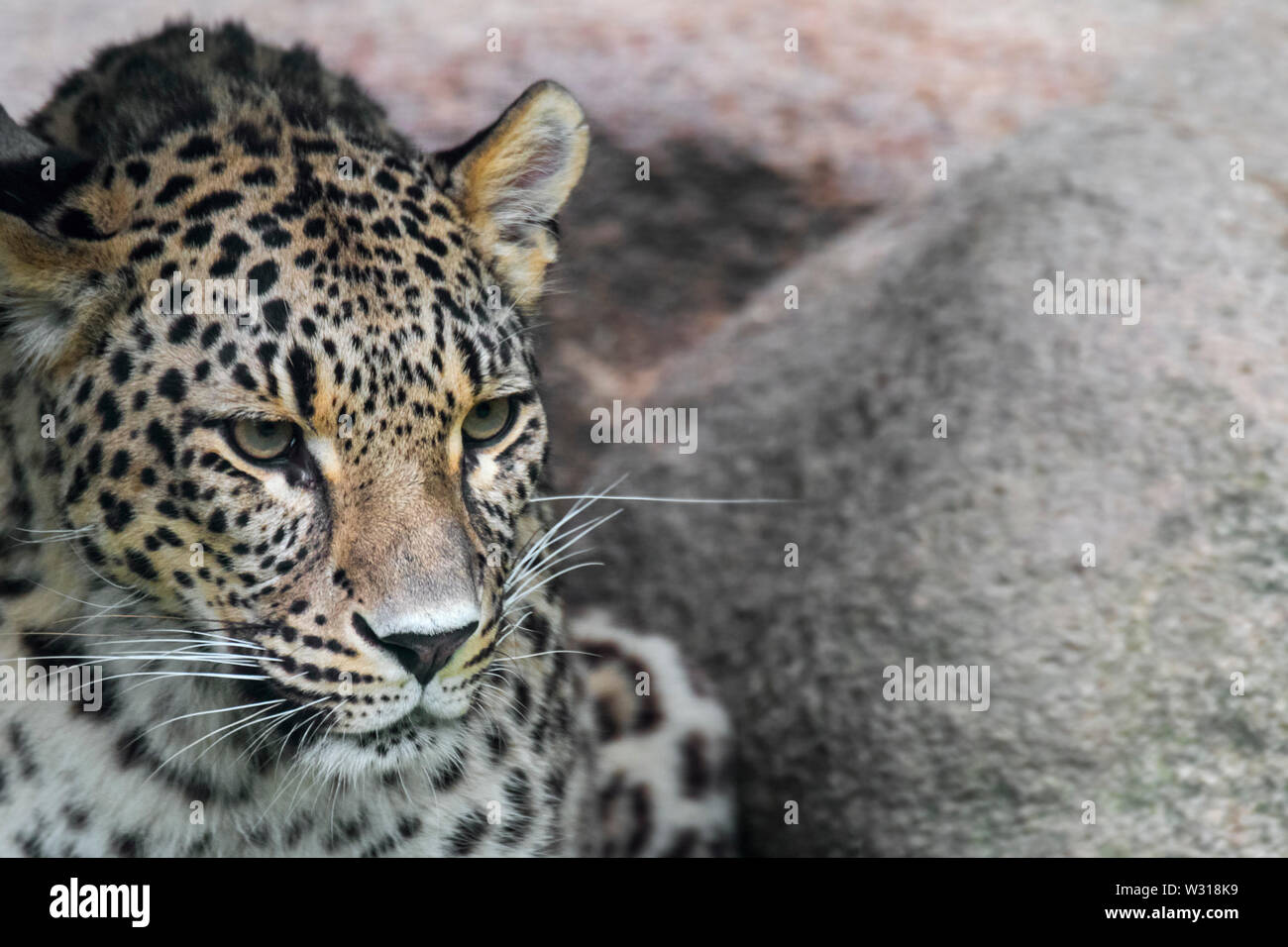 Leopardo persiano / Caucasian leopard (Panthera pardus tulliana / Panthera pardus saxicolor) nativa per la Turchia, Caucaso, Iran, Afghanistan e Asia Foto Stock