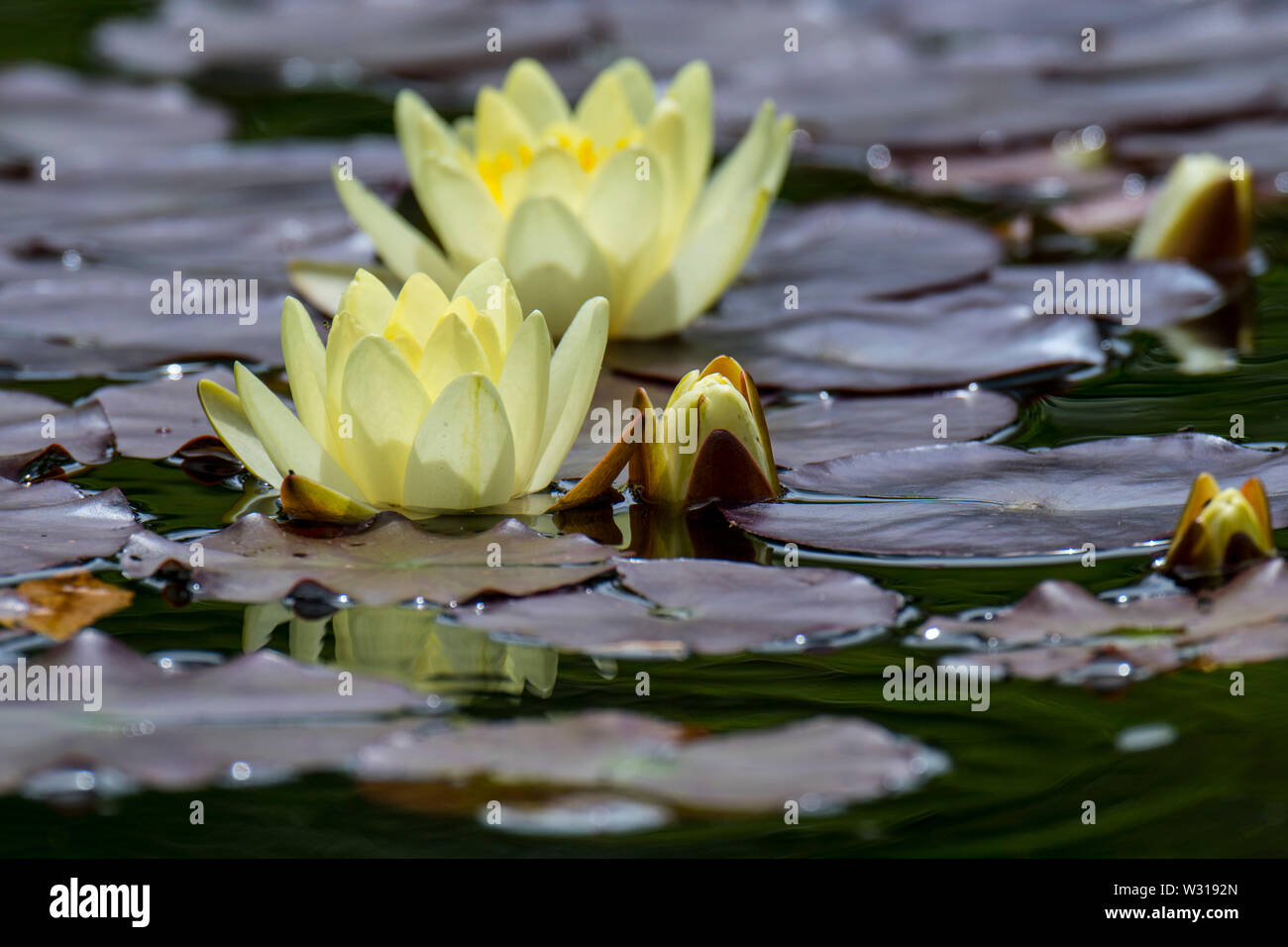 Giallo cultivar di ninfei / ninfee in fiore in stagno Foto Stock