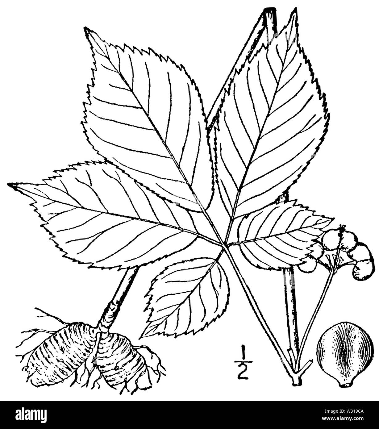 Panax quinquefolius BB-1913 Foto Stock