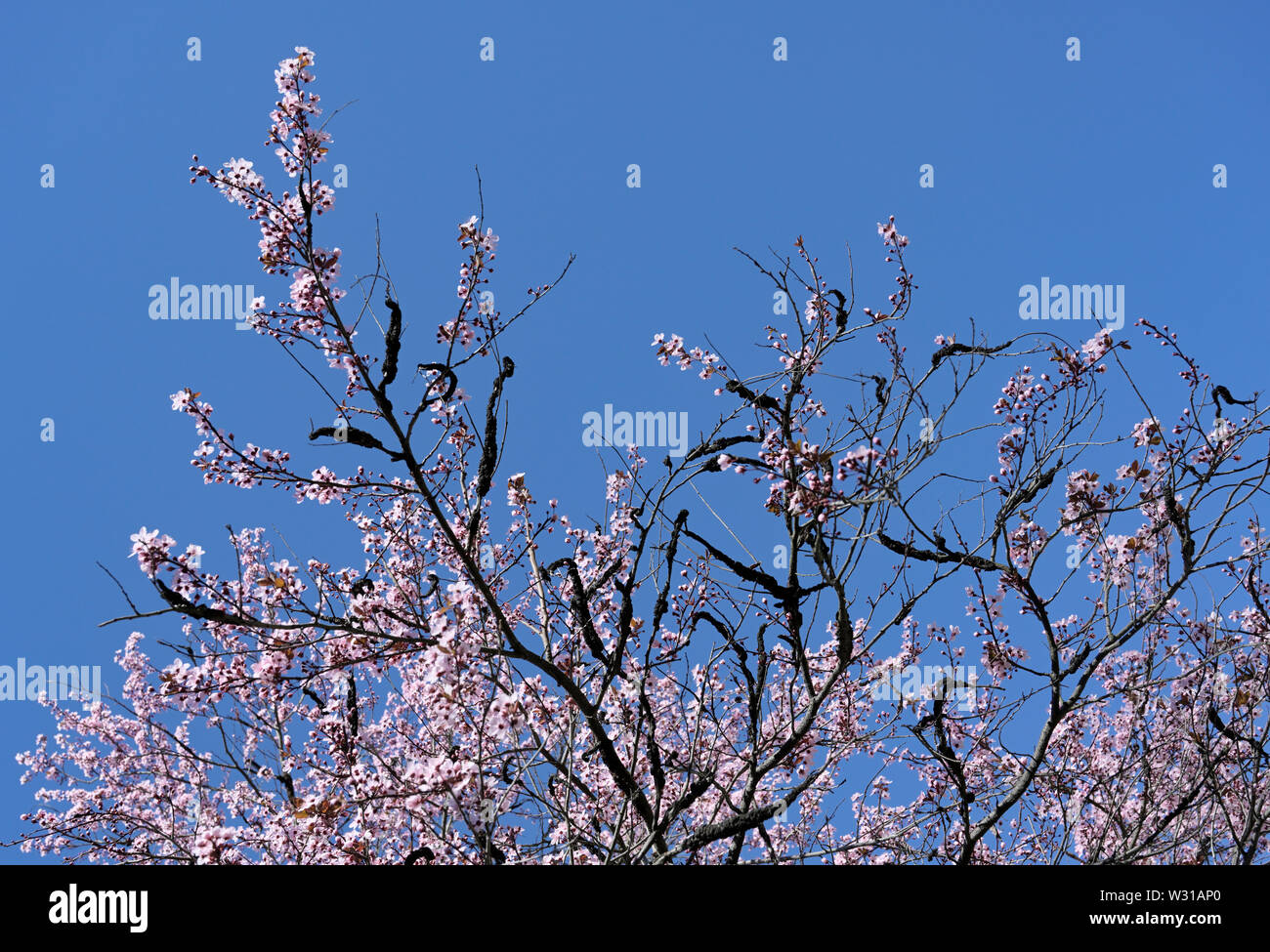 Nodo nero fungo, Dibotryon morbosum o Apiosporina morbosa, sulla fioritura susino Foto Stock