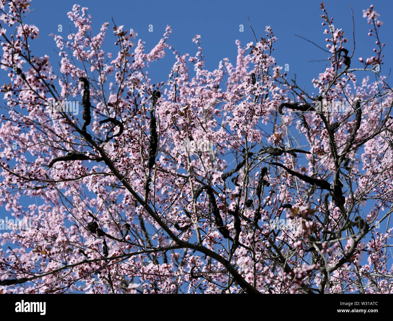 Nodo nero fungo, Dibotryon morbosum o Apiosporina morbosa, sulla fioritura susino Foto Stock