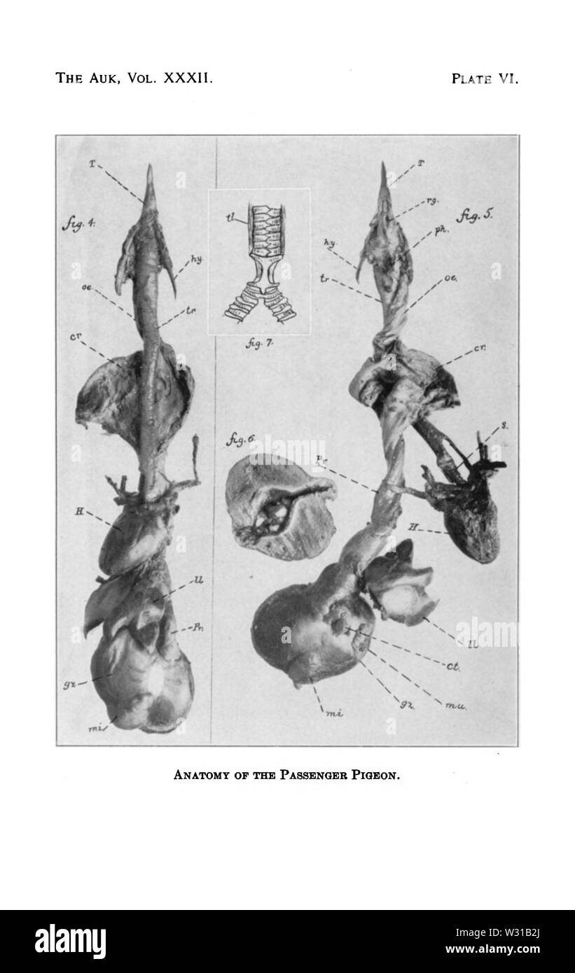Passeggero anatomia piccione 3 Foto Stock