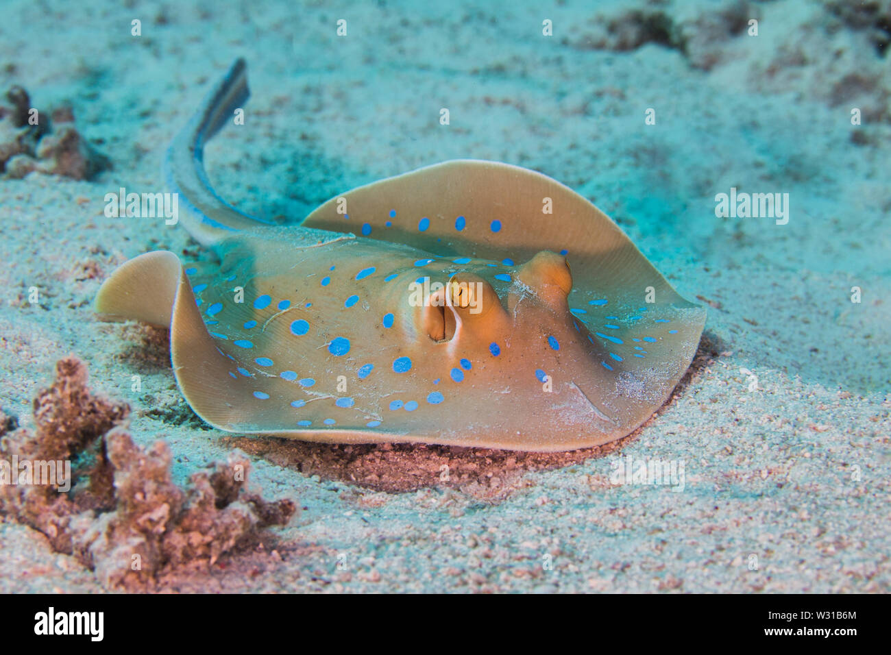 Bluespotted stingray (Taeniura lymma) o un ribbontail ray sul fondo dell'oceano. Foto Stock