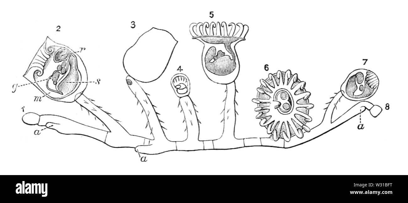 Cernua Pedicellina 001 Foto Stock