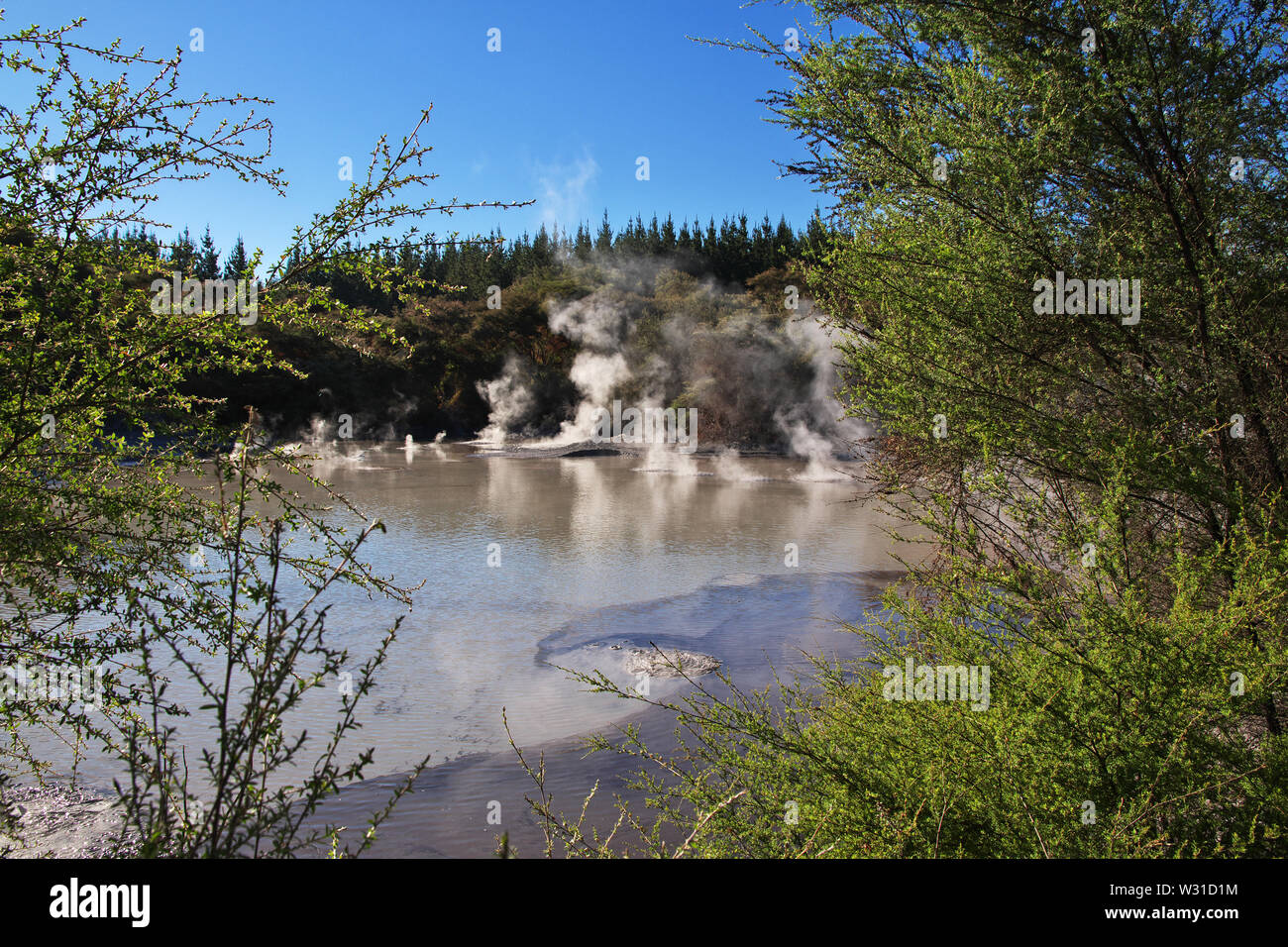 Paese di geyser, Rotorua, Nuova Zelanda Foto Stock