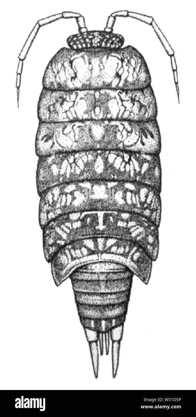 Philoscia javanensis Searle, 1922 Foto Stock