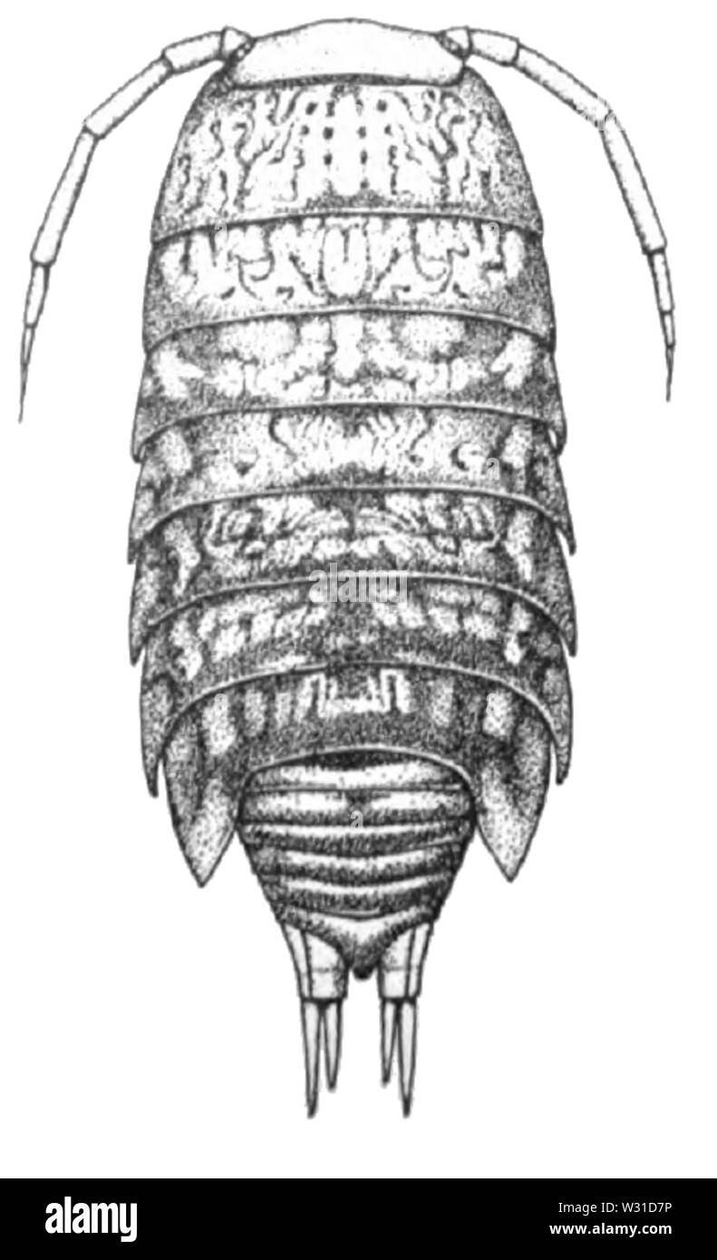Philoscia jacobsoni Searle, 1922 Foto Stock
