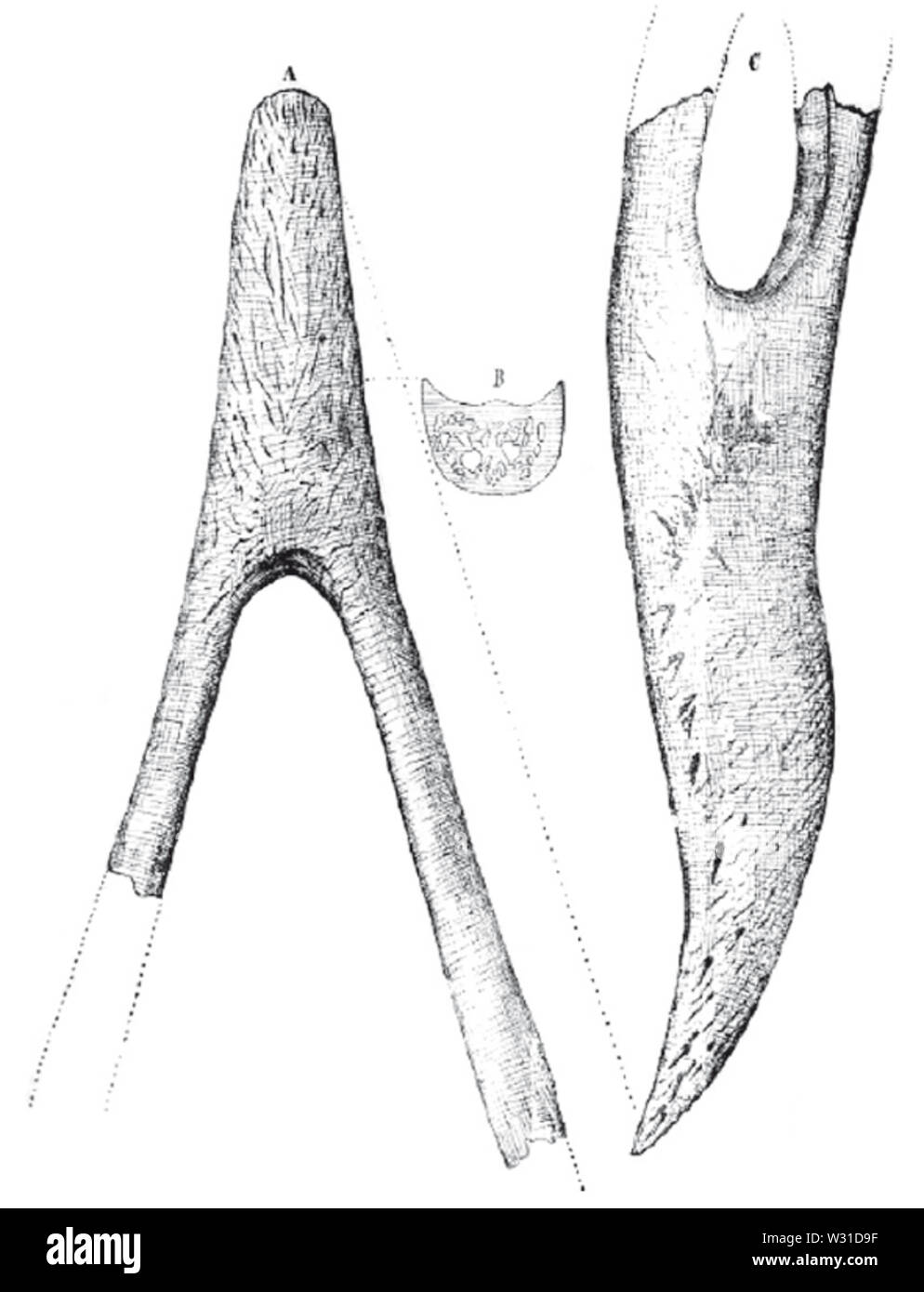 Phorusrhacos holotype sketch Ameghino (1891) Foto Stock