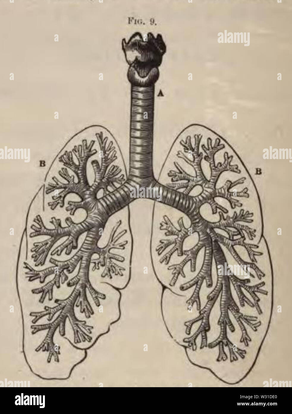 Fisiologia per giovani - 1884 - i polmoni che mostra la laringe Foto Stock