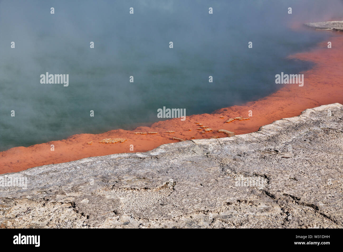 Paese di geyser, Rotorua, Nuova Zelanda Foto Stock