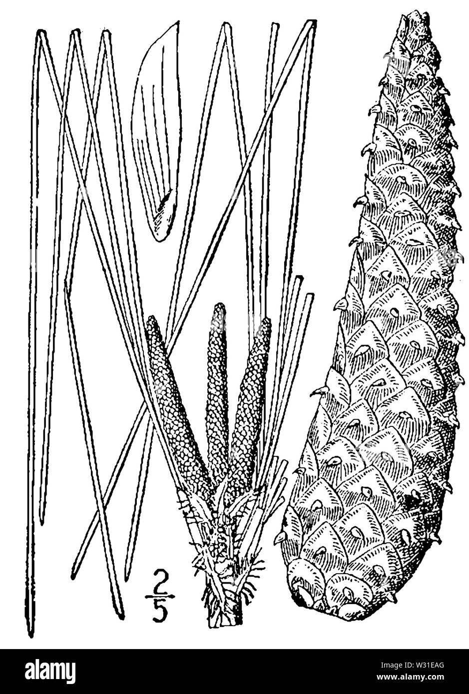 Pinus palustris disegno Foto Stock