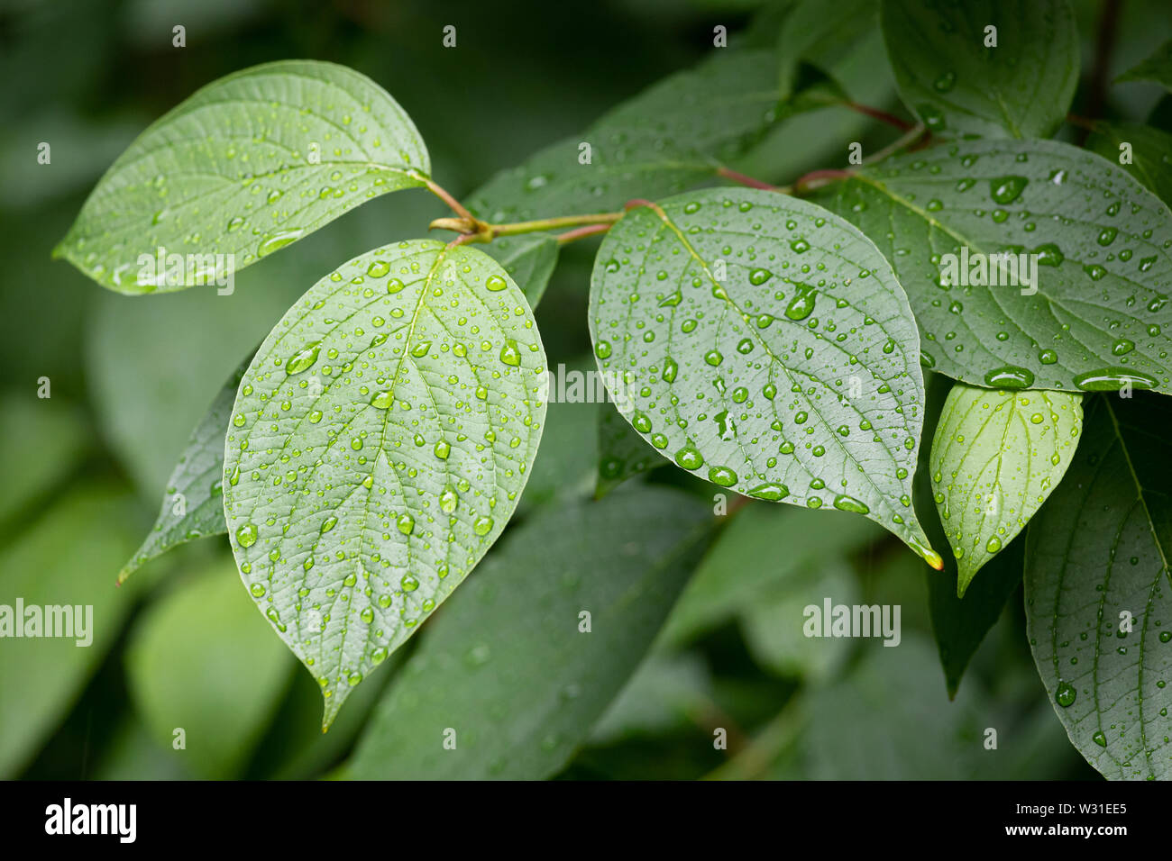 Gocce di acqua sulle foglie verdi dopo la pioggia Foto Stock