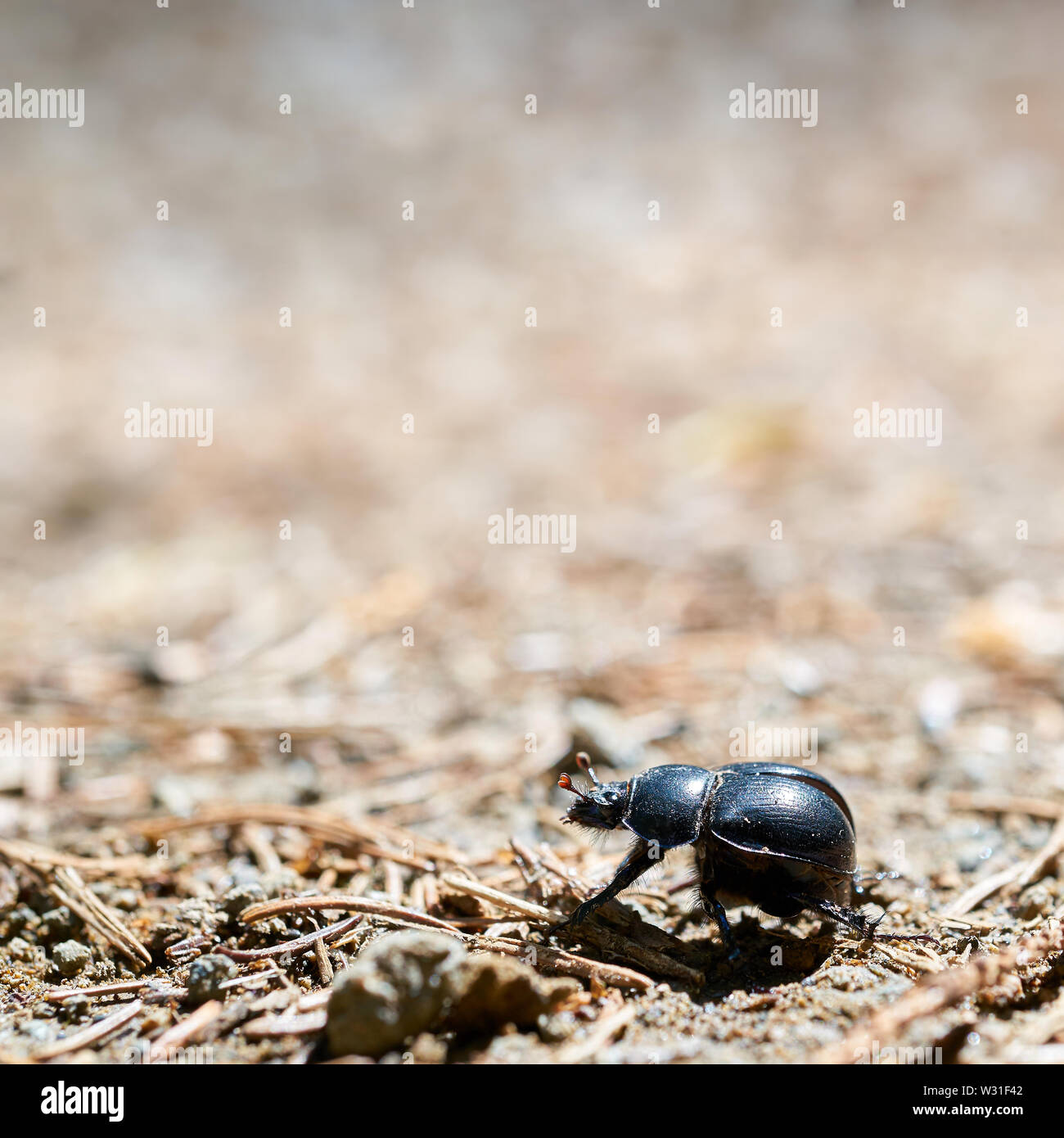 Dung beetle su un sentiero di bosco in Turingia in Germania Foto Stock