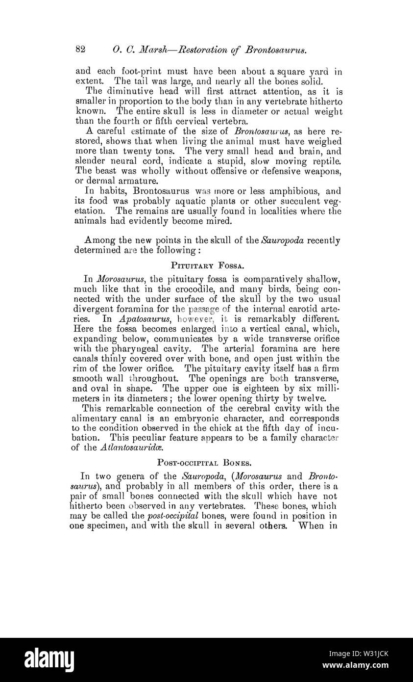 Personaggi principali di American Jurassic dinosauri; parte VI, Restauro di Brontosaurus Pagina 2 Foto Stock