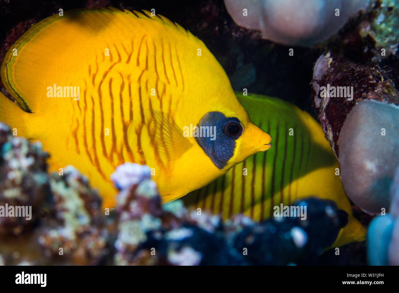 Butterflyfish mascherato (Chaetodon semilarvatus) nascondere in una fenditura. Di colore giallo brillante pesce con dark patch dietro di esso con gli occhi e marcature a strisce sul lato Foto Stock