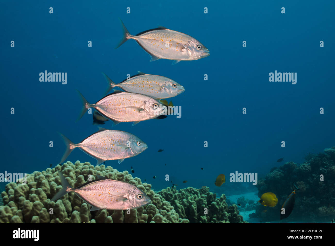 Carangidi Orangespotted (Carangoides bajad) pesce nuotare sulla barriera corallina. Pesce in argento con macchie di colore arancione sul lato del corpo. Foto Stock