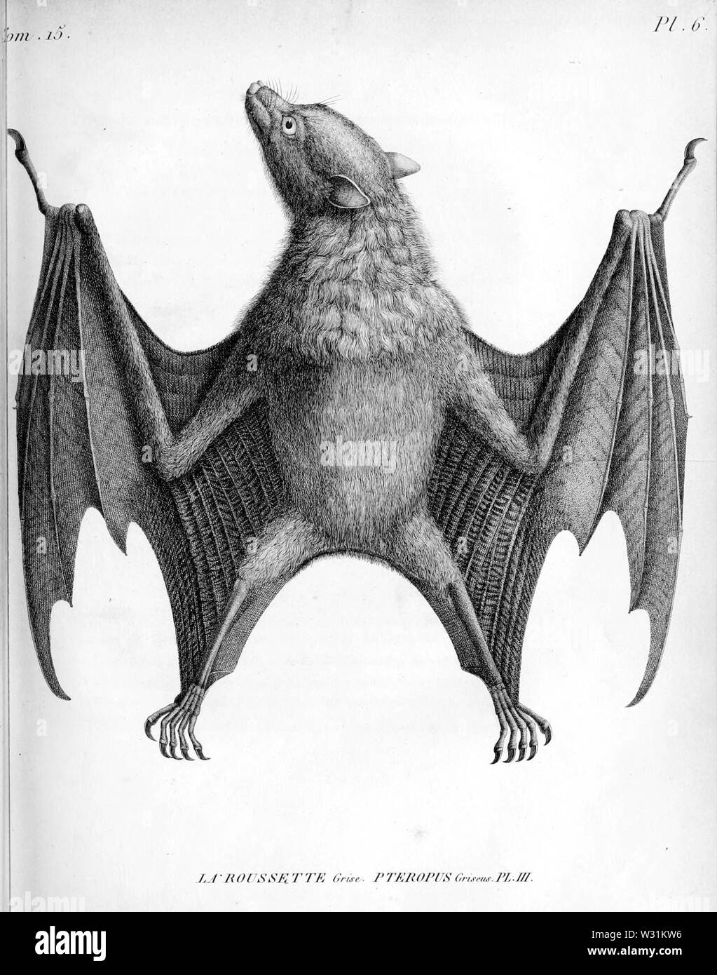 Pteropus griseus Geoffroy 1810 illustrazione Foto Stock