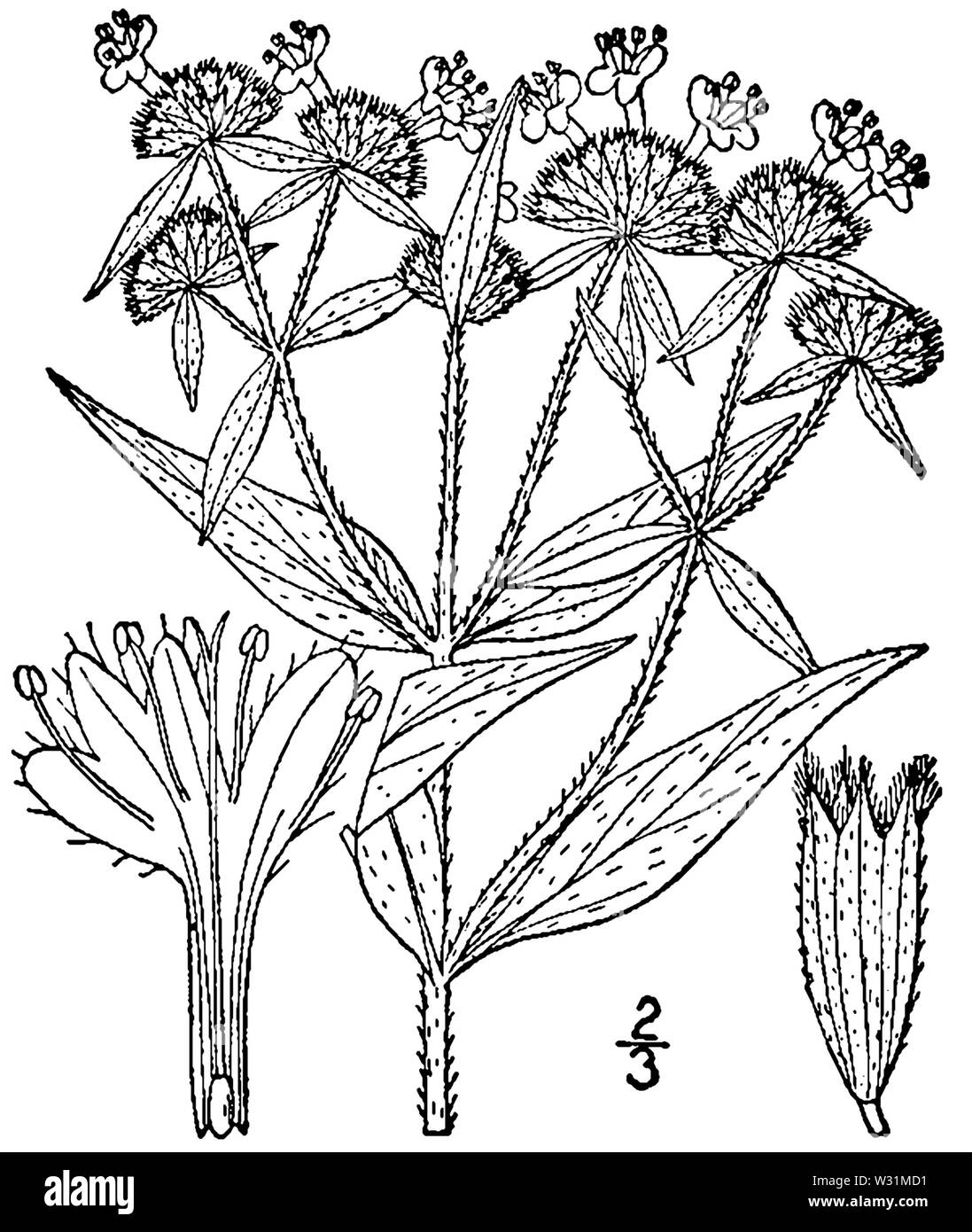Pycnanthemum verticillatum var pilosum BB-1913 Foto Stock