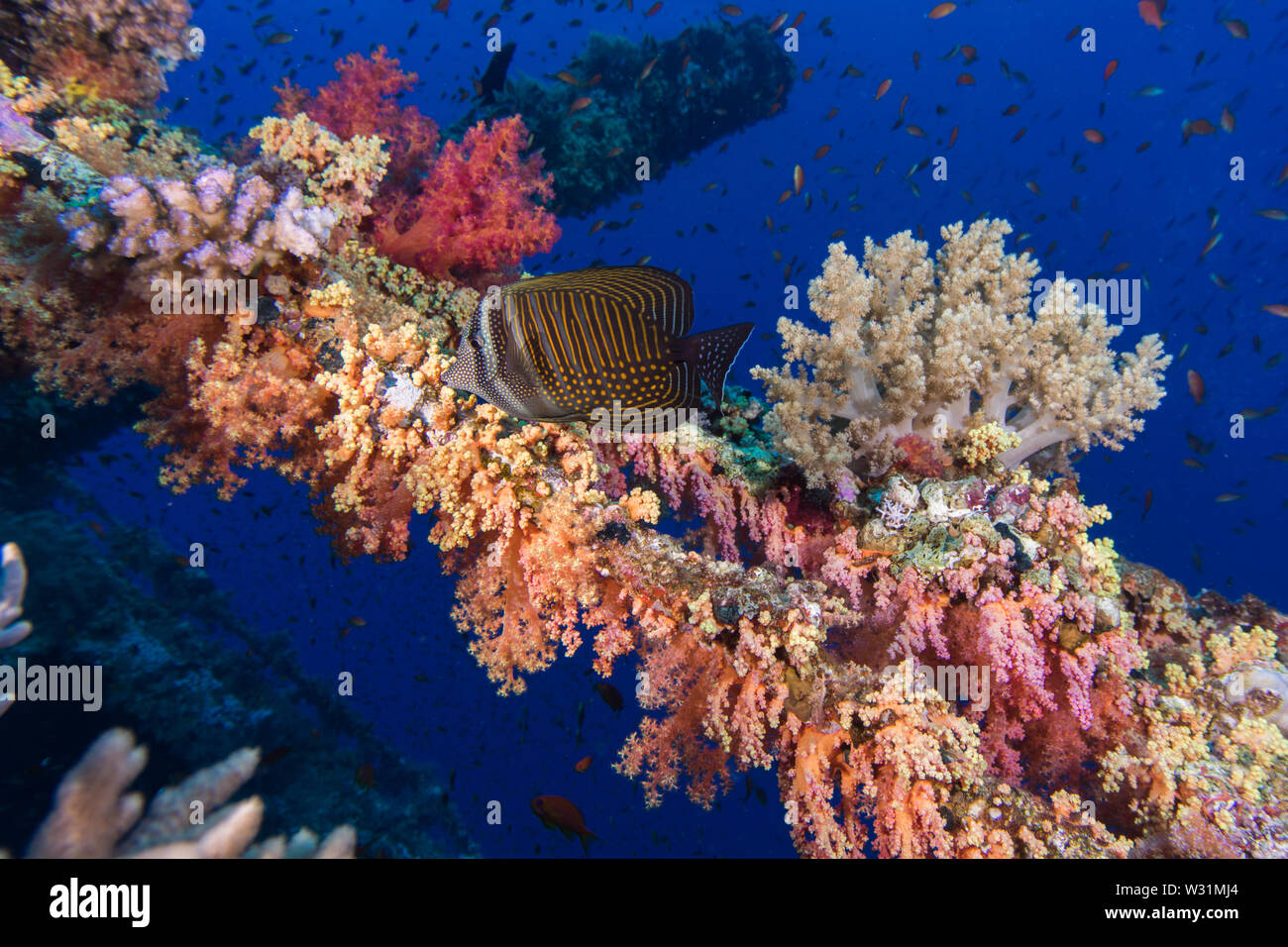 Sailfin Tang (Zebrasoma desjardinii) pesci che nuotano in un corallo colorato coperto relitto. Foto Stock