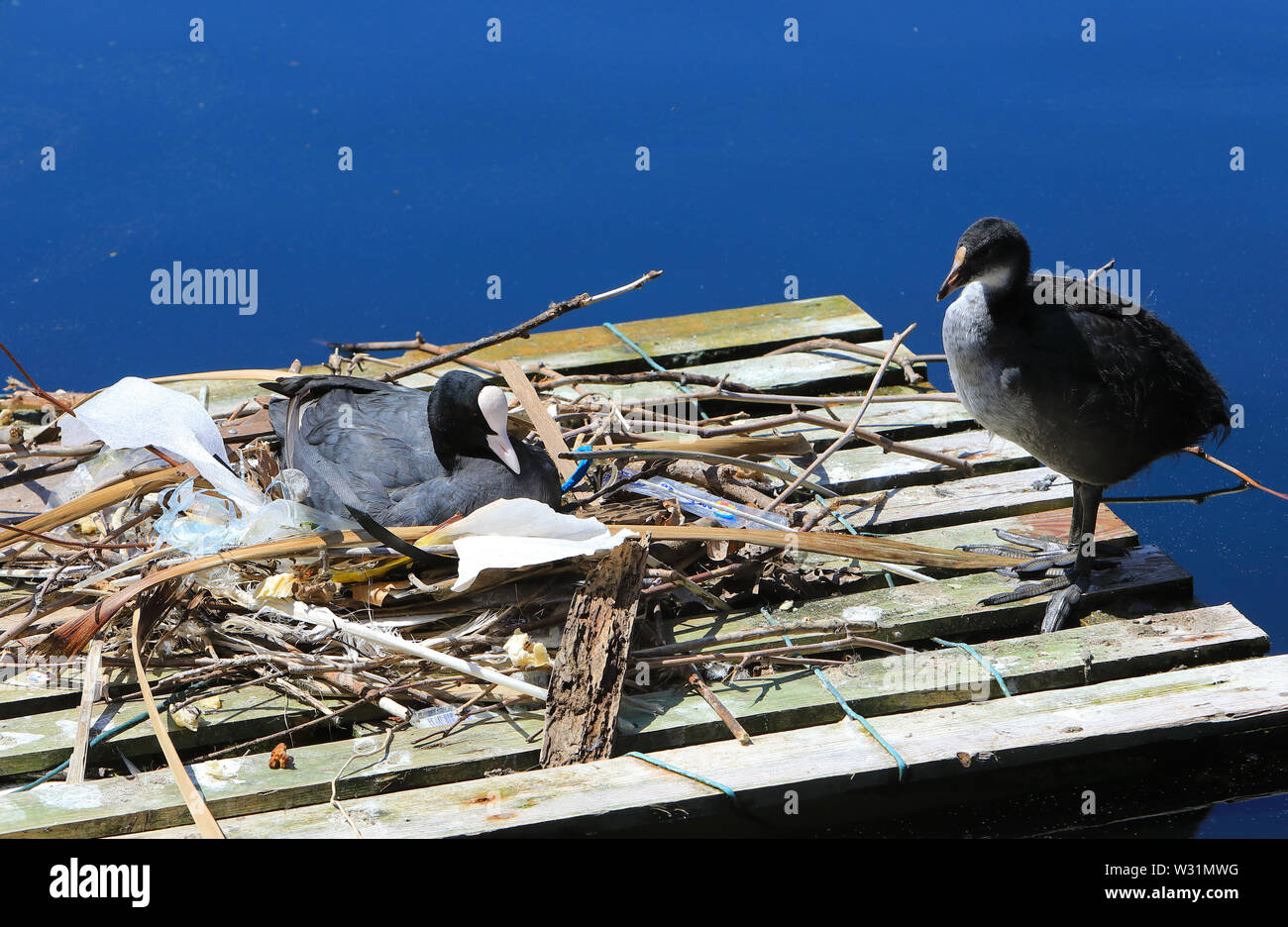 Gli uccelli con lettiera per il loro nido su Clippers Quay, sull'Isola di cani, nella zona est di Londra, Regno Unito Foto Stock