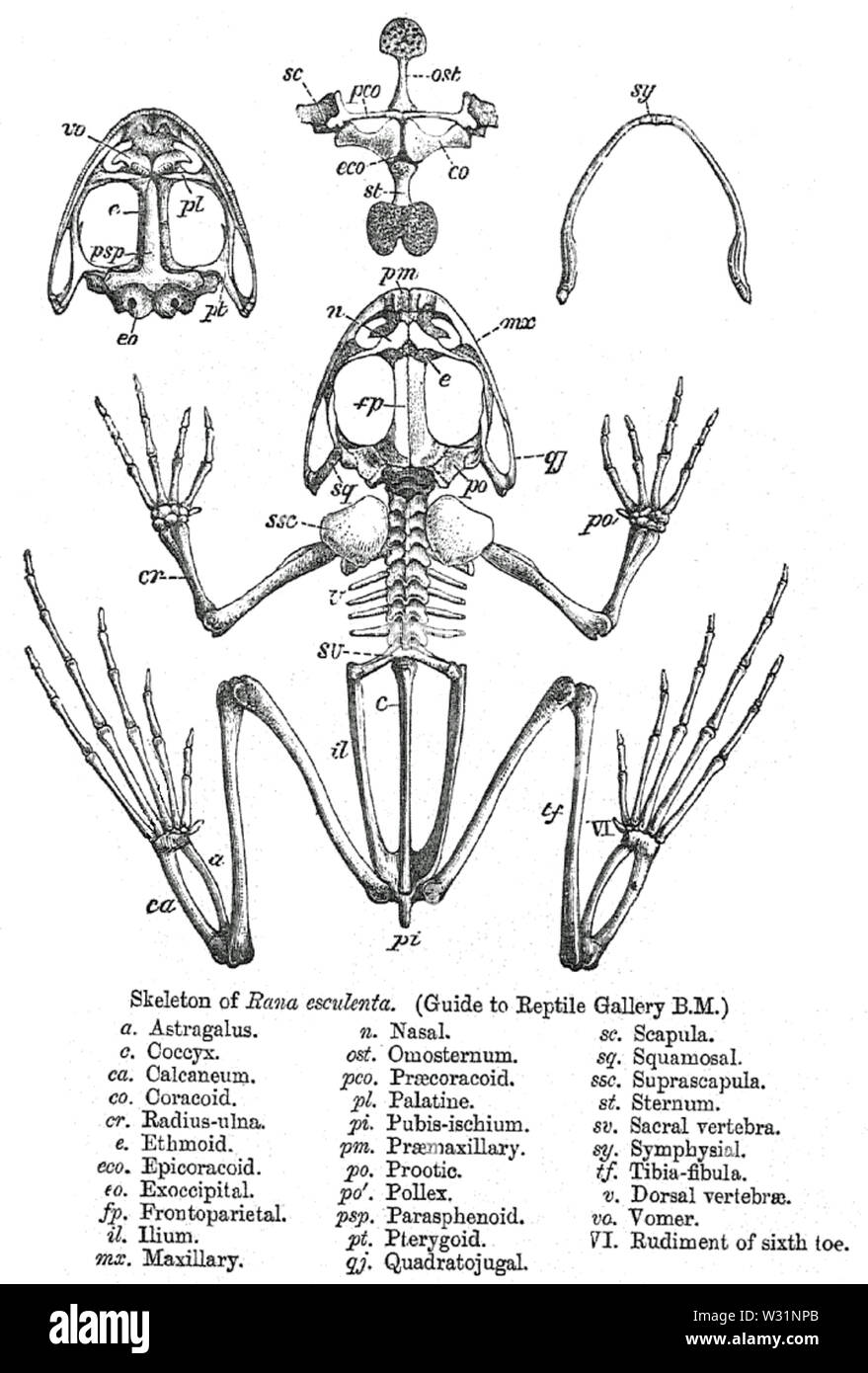 Lo scheletro di rana Foto Stock