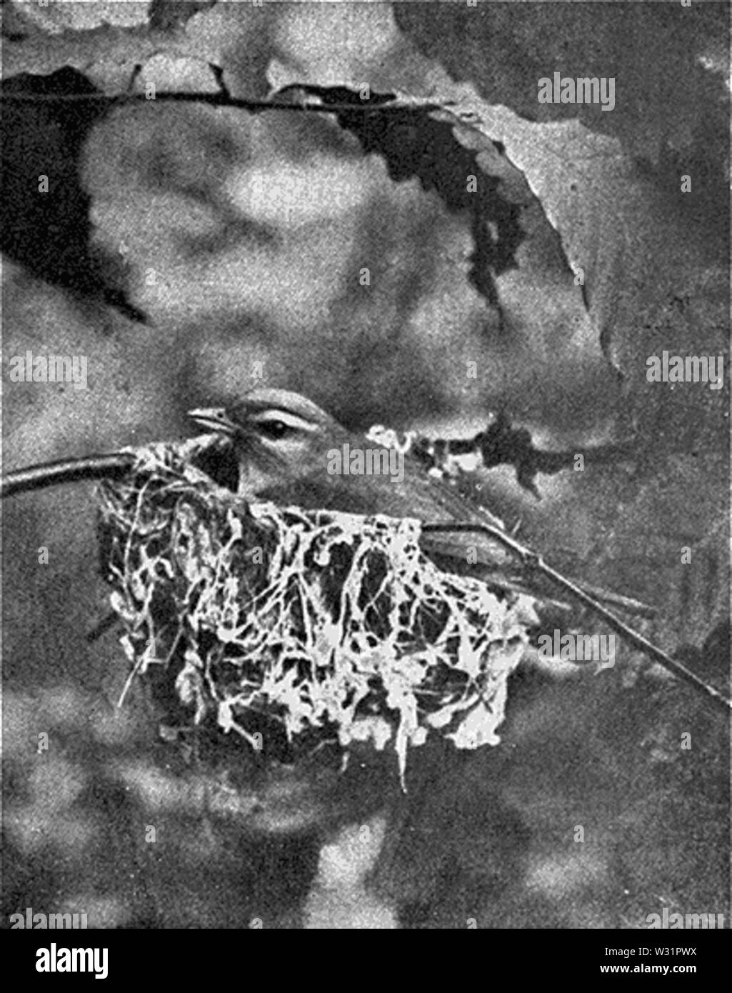 Reed-rosso-eyed-vireo-nest Foto Stock