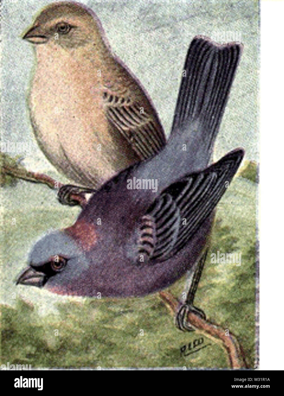 Reed-variata-bunting Foto Stock