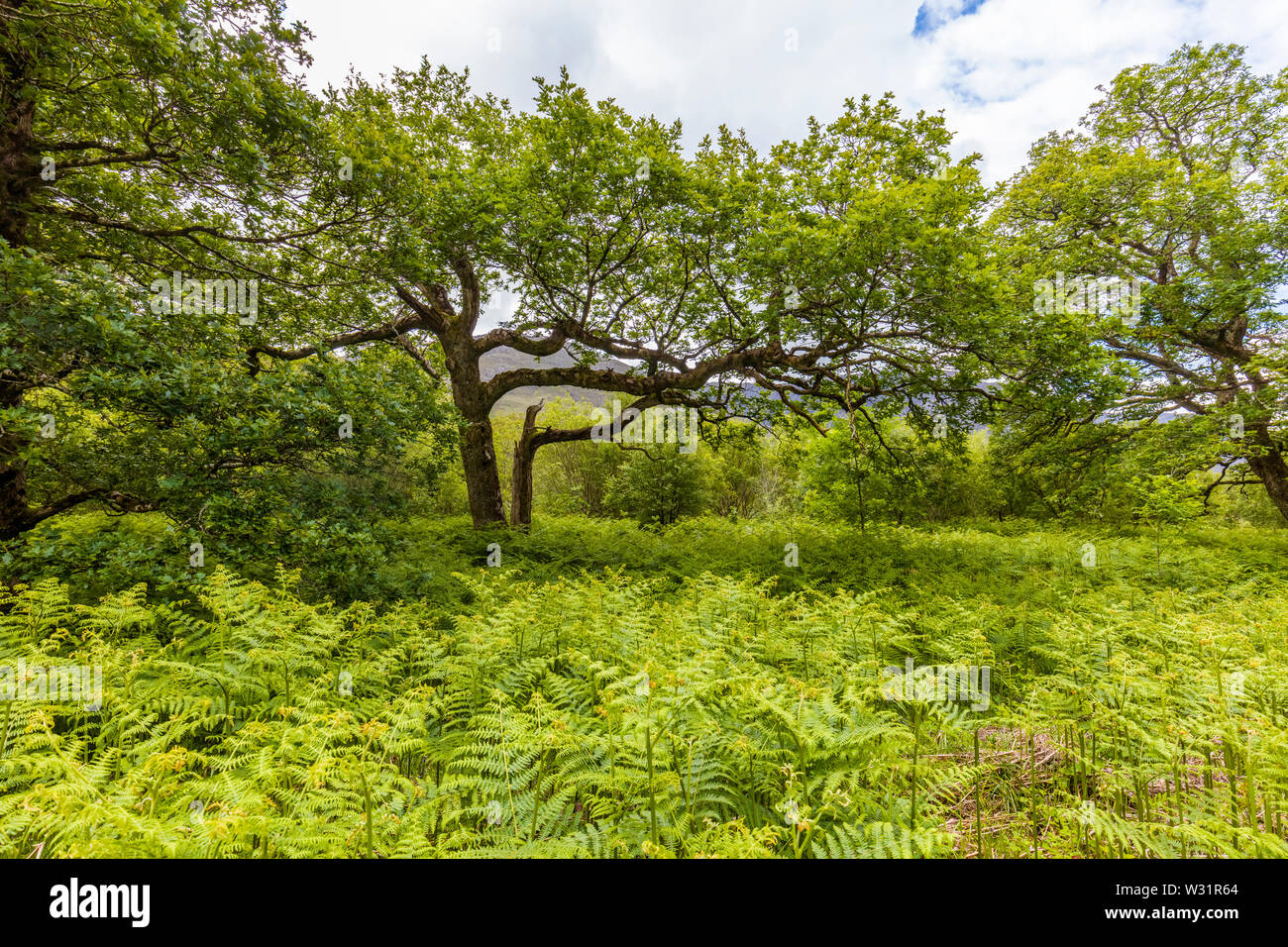 La molla di bosco Sheefrey area collinare della contea di Mayo, Irlanda Foto Stock