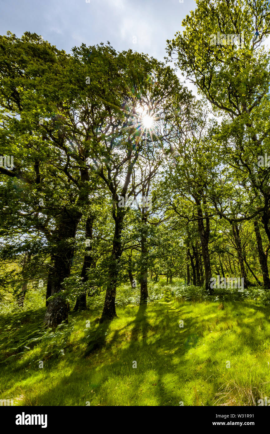 Sunburst nella primavera del bosco in Sheefrey area collinare della contea di Mayo, Irlanda Foto Stock