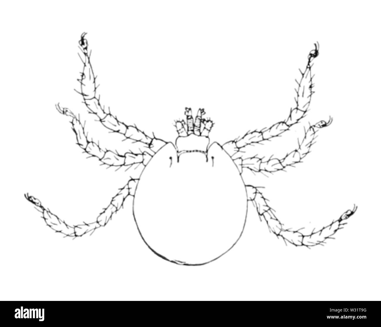 Rhipicephalus annulatus larva Foto Stock