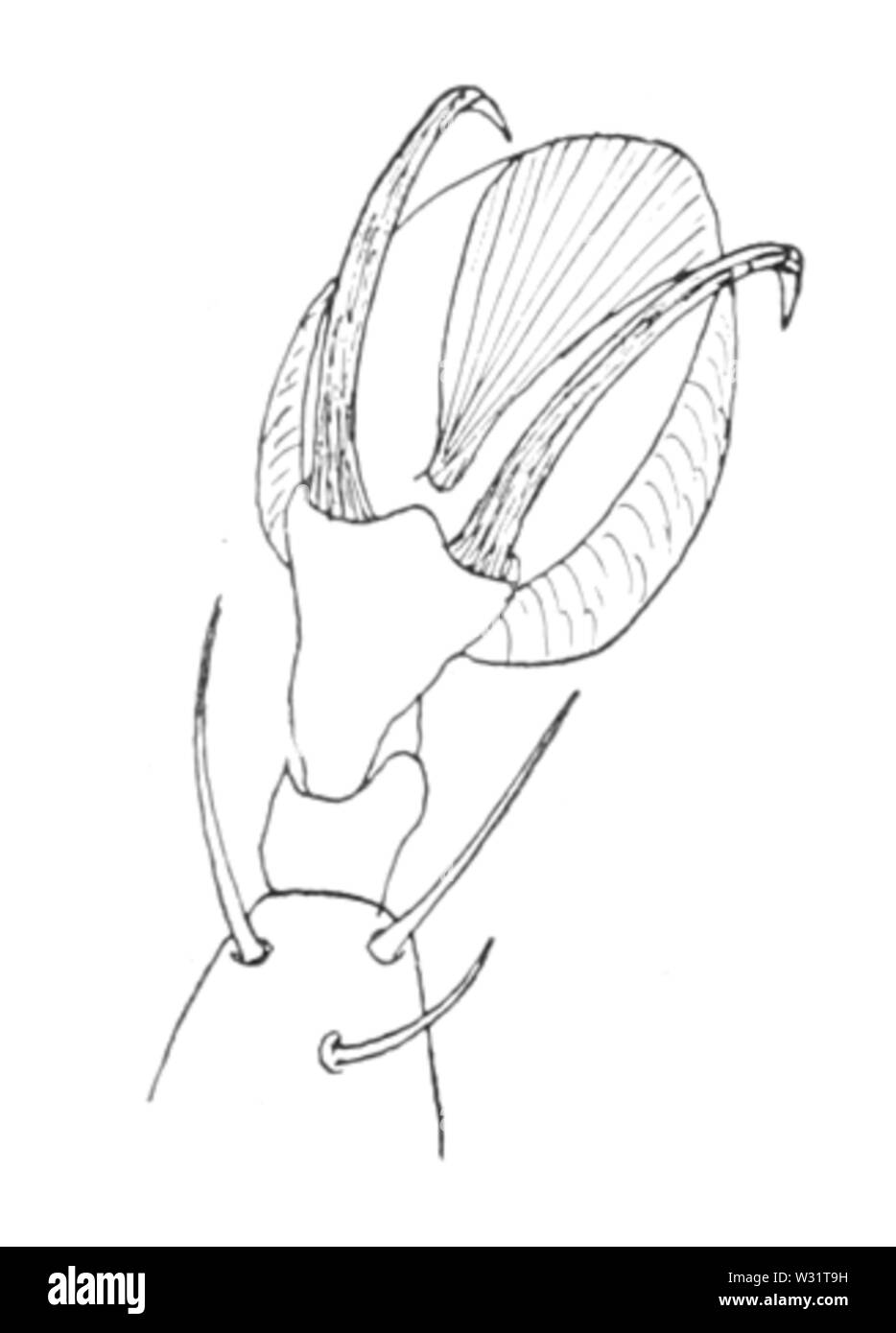 Rhipicephalus annulatus artiglio Foto Stock