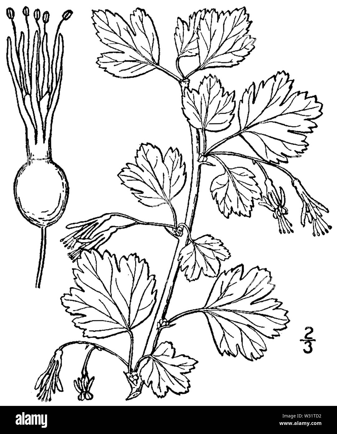 Ribes rotundifolium BB-1913 Foto Stock