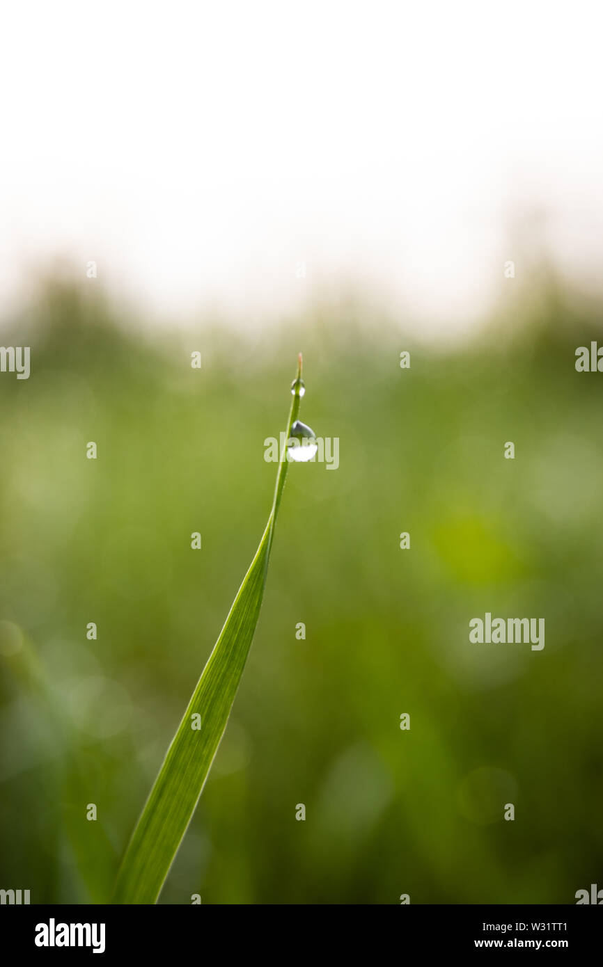 Una singola goccia di rugiada su una lama di erba verde Foto Stock